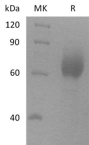 BL-0526NP: Greater than 95% as determined by reducing SDS-PAGE. (QC verified)