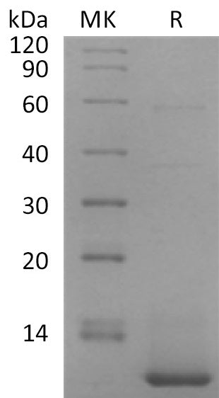 BL-1768NP: Greater than 95% as determined by reducing SDS-PAGE. (QC verified)