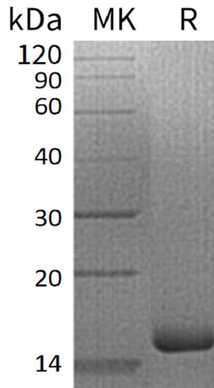 BL-1673NP: Greater than 95% as determined by reducing SDS-PAGE. (QC verified)