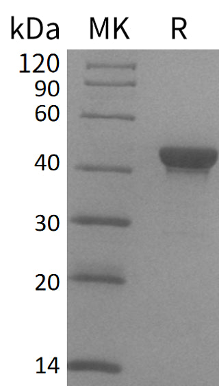 BL-2059NP: Greater than 85% as determined by reducing SDS-PAGE. (QC verified)