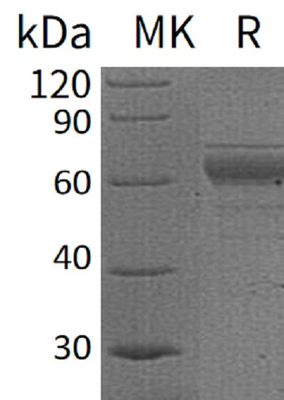 BL-0239NP: Greater than 90% as determined by reducing SDS-PAGE. (QC verified)