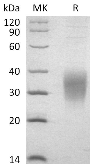 BL-2562NP: Greater than 95% as determined by reducing SDS-PAGE. (QC verified)