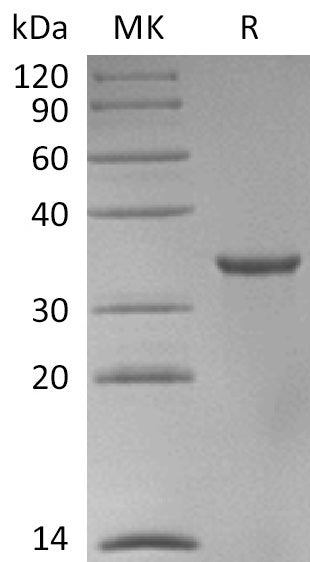 BL-2038NP: Greater than 95% as determined by reducing SDS-PAGE. (QC verified)