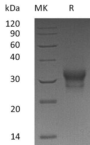 BL-1820NP: Greater than 95% as determined by reducing SDS-PAGE. (QC verified)