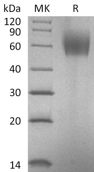 BL-1062NP: Greater than 95% as determined by reducing SDS-PAGE. (QC verified)