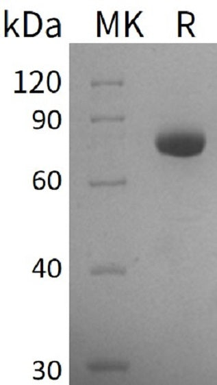 BL-1594NP: Greater than 85% as determined by reducing SDS-PAGE. (QC verified)