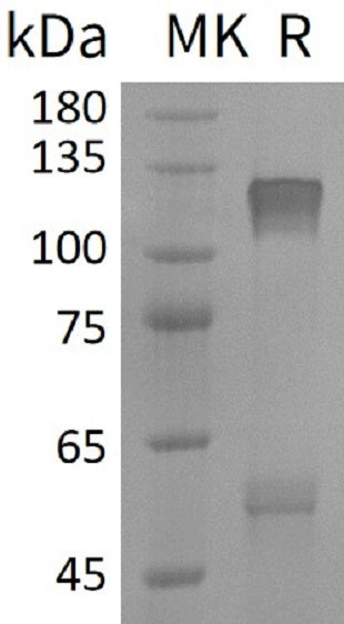 BL-2578NP: Greater than 95% as determined by reducing SDS-PAGE. (QC verified)